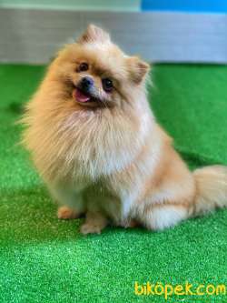 Teddybear Güzellik 1