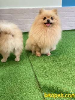 Teddybear Güzellik 3