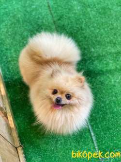 Teddybear Güzellik 2