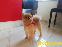 Teddybear Mini Teacup Pomeranianboo Alex 2