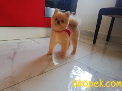 Teddybear Mini Teacup Pomeranianboo Alex 5