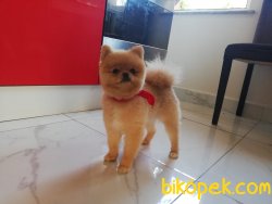 Teddybear Mini Teacup Pomeranianboo Alex 3