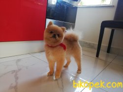 Teddybear Mini Teacup Pomeranianboo Alex 1