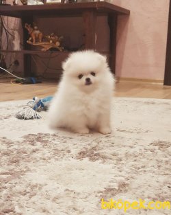 Teddybear Orjinal Yavrular 2