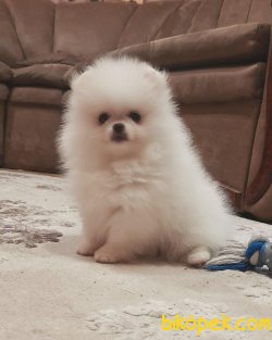 Teddybear Orjinal Yavrular 3