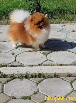 Çi̇ft Renk Secereli̇ Pomerani̇an 12aylık 3