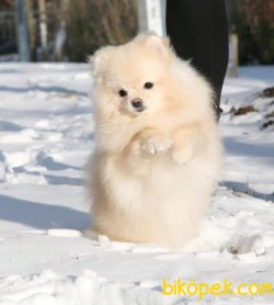 Teddybear Pomeranian 2