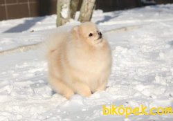 Teddybear Pomeranian 1