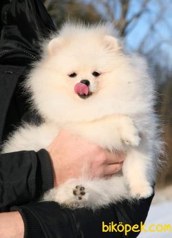 Teddybear Pomeranian 4