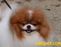 TEDDYBEAR POMERANİAN 3