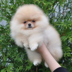 Teddybear Pomeranian Boo Safkan 2