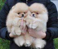 Teddybear Pomeranian Boo Safkan 1