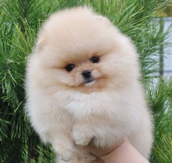 Teddybear Pomeranian Boo Safkan 3