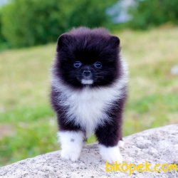 TEDDYBEAR POMERANİAN BOO 1