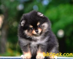 TEDDYBEAR POMERANİAN BOO 2