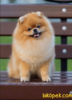 TEDDYBEAR POMERANİAN BOO 3