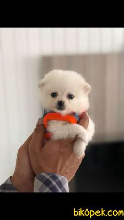 Teddybear Pomeranian Boo Minnoşlarımız 2