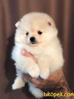 Teddybear Pomeranian Boo Minnoşlarımız 1