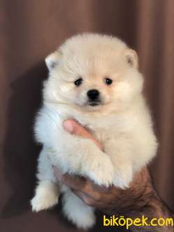 Teddybear Pomeranian Boo Minnoşlarımız 3