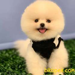 Teddybear Pomeranian BOO Yavrumuz  1
