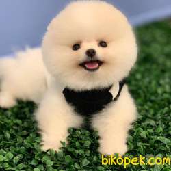 Teddybear Pomeranian BOO Yavrumuz  4