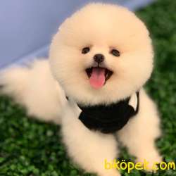 Teddybear Pomeranian BOO Yavrumuz  3