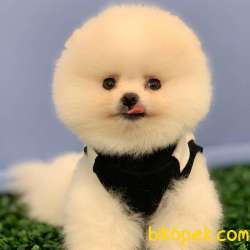 Teddybear Pomeranian BOO Yavrumuz  2