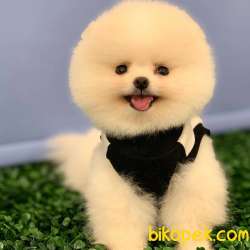 Teddybear Pomeranian BOO Yavrumuz  1