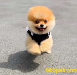 Teddybear Pomeranian BOO Yavrumuz 1