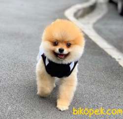Teddybear Pomeranian BOO Yavrumuz 3