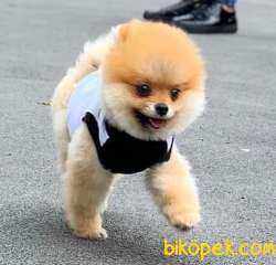 Teddybear Pomeranian BOO Yavrumuz 2