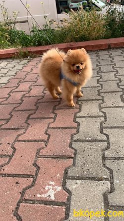 8aylık Pomerani̇an Erkek Ayı Surat 2