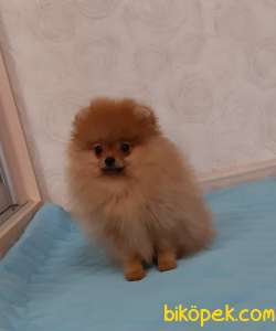 GÜZEL SURAT Teddybear Pomeranianboo 2