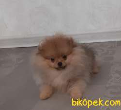 GÜZEL SURAT Teddybear Pomeranianboo 3