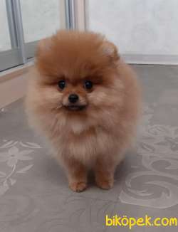 GÜZEL SURAT Teddybear Pomeranianboo 1