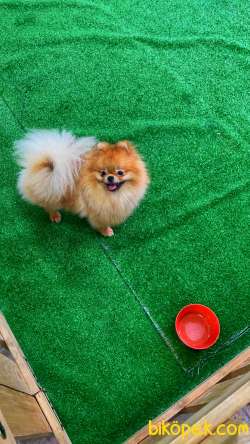 Teddybear Pomeranianboo 4