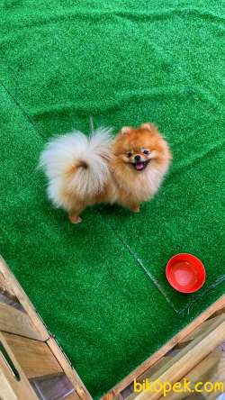 Teddybear Pomeranianboo 1