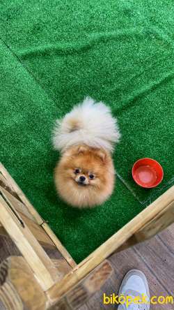 Teddybear Pomeranianboo 2