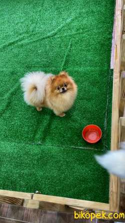 Teddybear Pomeranianboo 3