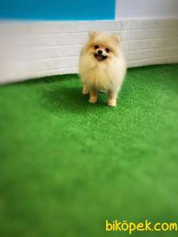 Teddybear Pomeranianboo 4