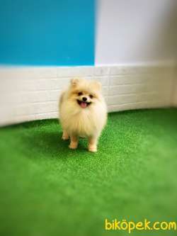 Teddybear Pomeranianboo 1