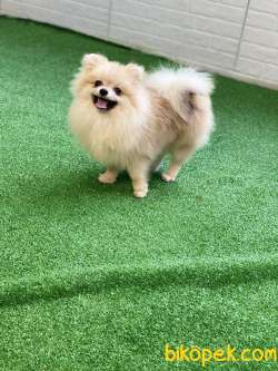 Teddybear Pomeranianboo 5