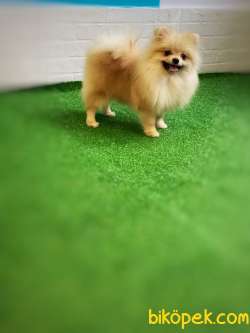 Teddybear Pomeranianboo 3