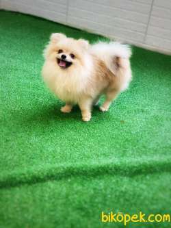 Teddybear Pomeranianboo 2