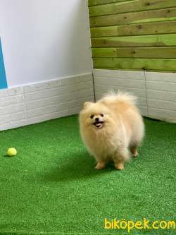 Şirin Mi Şirin Teddybear Pomeranianboo 3