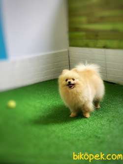 Şirin Mi Şirin Teddybear Pomeranianboo 1