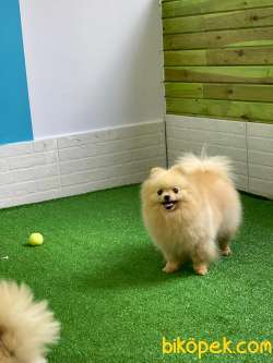 Şirin Mi Şirin Teddybear Pomeranianboo 2