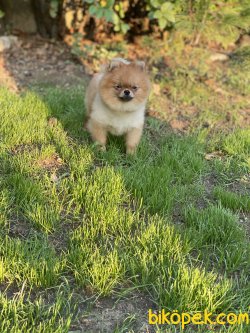 Teddybear Pomeranianboo Erkek 2