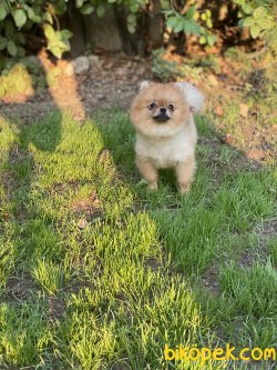 Teddybear Pomeranianboo Erkek 1