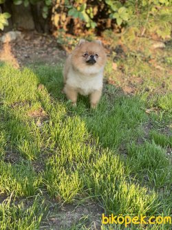 Teddybear Pomeranianboo Erkek 3
